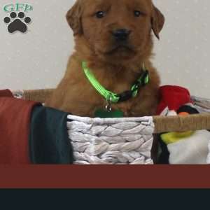 Rudy, Golden Retriever Puppy