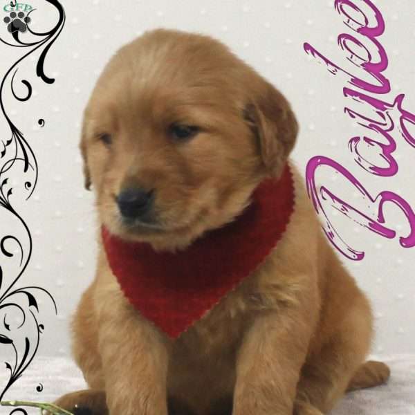 Baylee, Golden Retriever Puppy