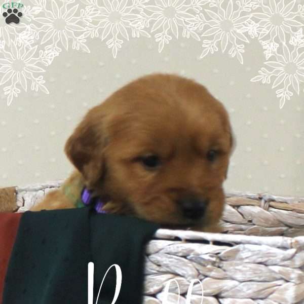 Belle, Golden Retriever Puppy