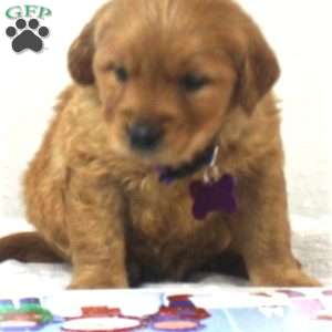 Belle, Golden Retriever Puppy