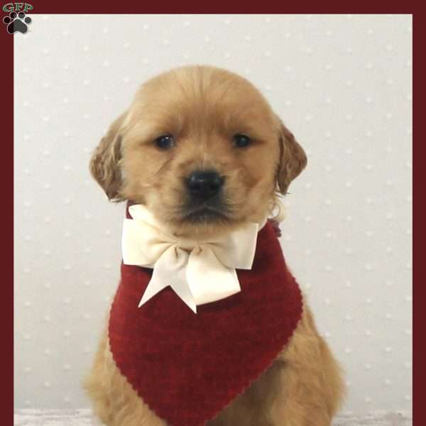 Benson, Golden Retriever Puppy