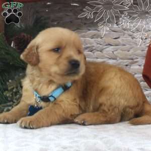 Benson, Golden Retriever Puppy
