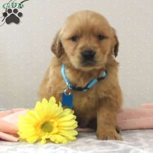 Benson, Golden Retriever Puppy