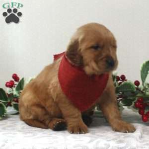 Brinker, Golden Retriever Puppy