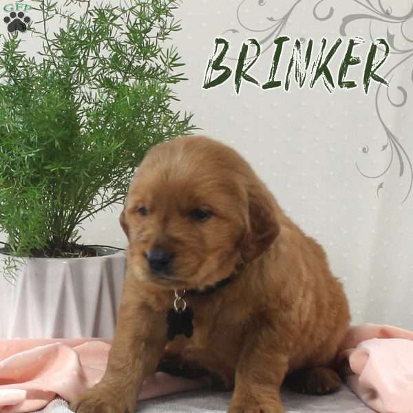 Brinker, Golden Retriever Puppy