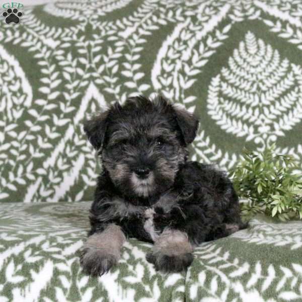 Lacey, Miniature Schnauzer Puppy