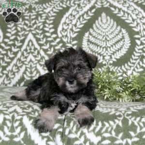 Lacey, Miniature Schnauzer Puppy