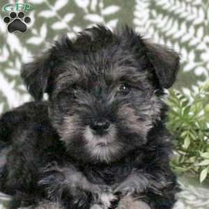 Lacey, Miniature Schnauzer Puppy
