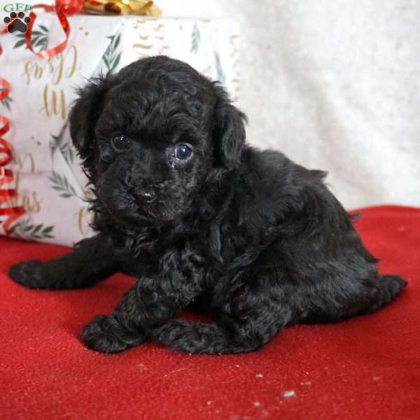 Lacy, Toy Poodle Puppy