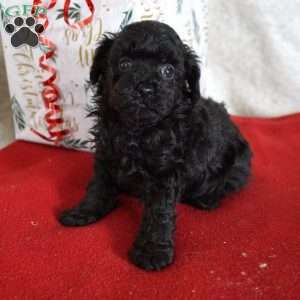 Lacy, Toy Poodle Puppy