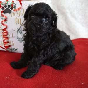 Lacy, Toy Poodle Puppy