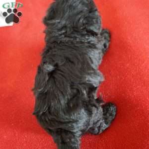 Lacy, Toy Poodle Puppy