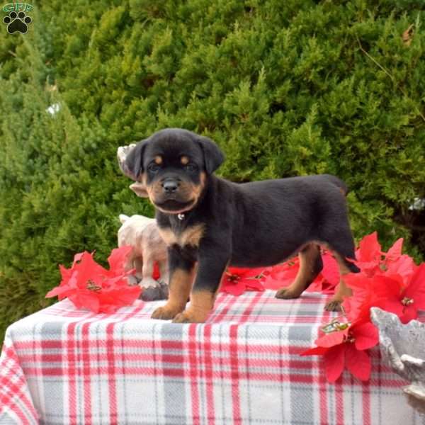 Lady, Rottweiler Puppy