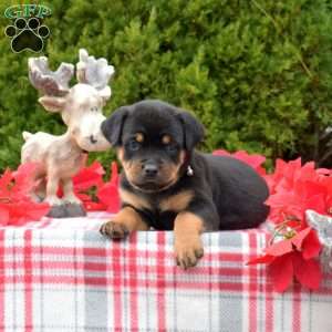 Lady, Rottweiler Puppy