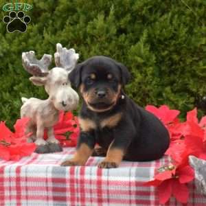 Lady, Rottweiler Puppy