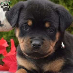 Lady, Rottweiler Puppy