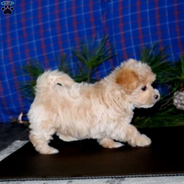 Lady, Maltipoo Puppy