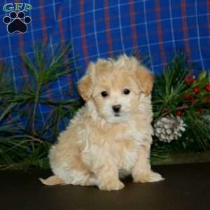 Lady, Maltipoo Puppy