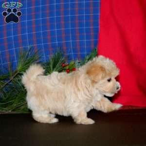Lady, Maltipoo Puppy