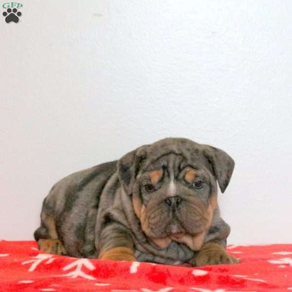 Lala, English Bulldog Puppy