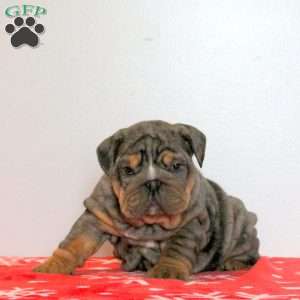 Lala, English Bulldog Puppy