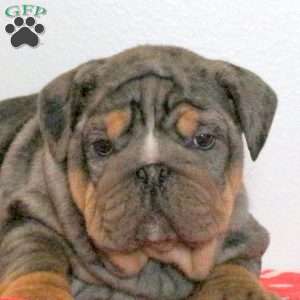 Lala, English Bulldog Puppy