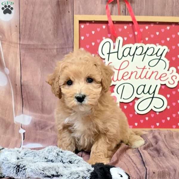 Lamar, Bich-Poo Puppy