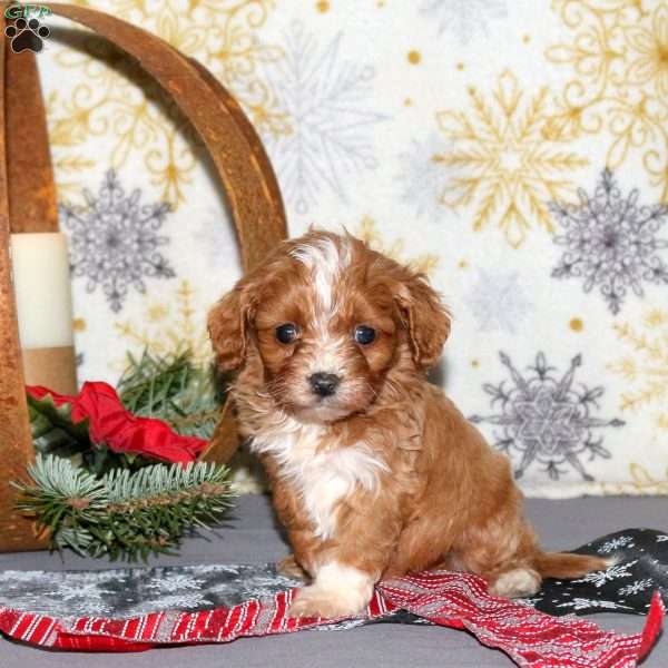 Lana, Cavapoo Puppy