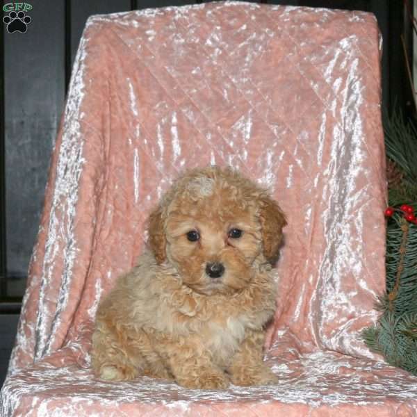 Lana, Miniature Poodle Puppy