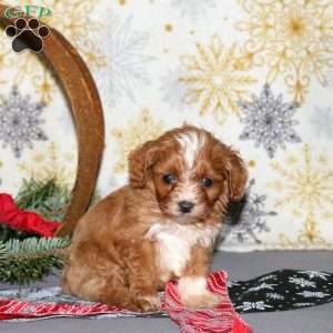 Lana, Cavapoo Puppy