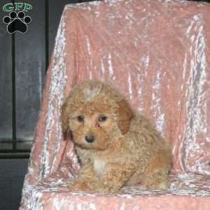 Lana, Miniature Poodle Puppy