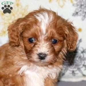 Lana, Cavapoo Puppy