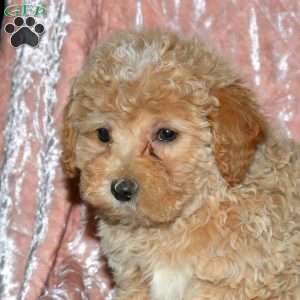 Lana, Miniature Poodle Puppy