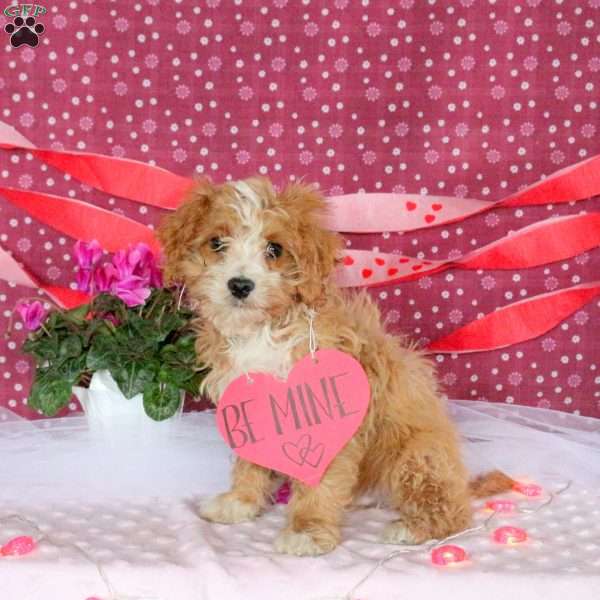 Landon, Cavapoo Puppy