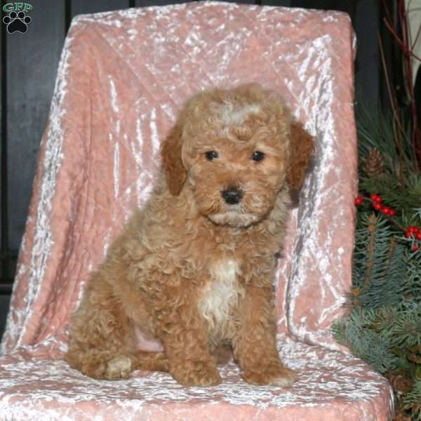 Landon, Miniature Poodle Puppy