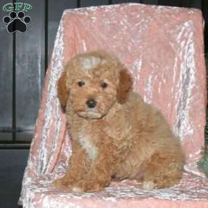 Landon, Miniature Poodle Puppy
