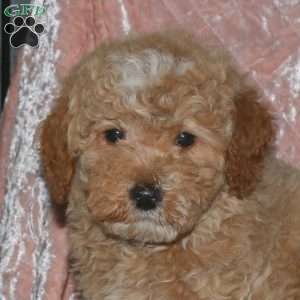 Landon, Miniature Poodle Puppy