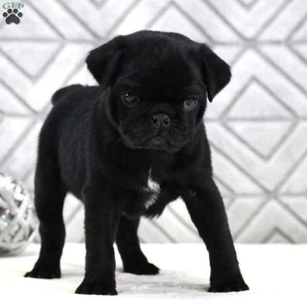 Lane, Pug Puppy