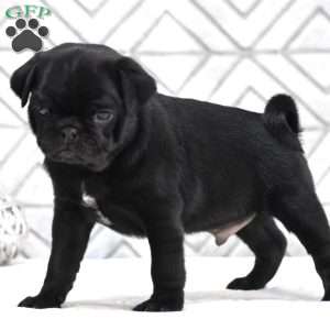 Lane, Pug Puppy