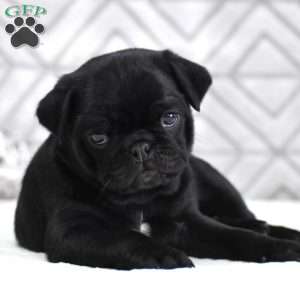 Lane, Pug Puppy