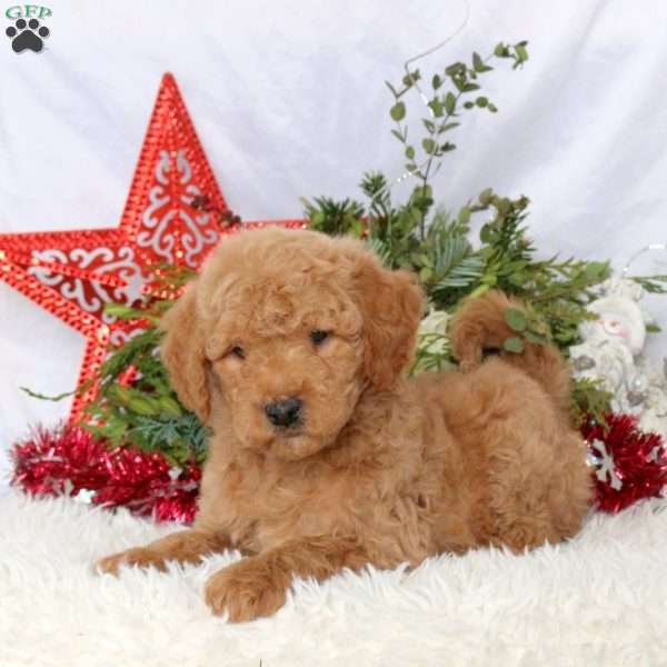Lane, Mini Goldendoodle Puppy