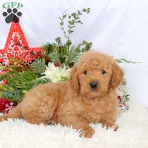 Lane, Mini Goldendoodle Puppy