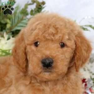 Lane, Mini Goldendoodle Puppy