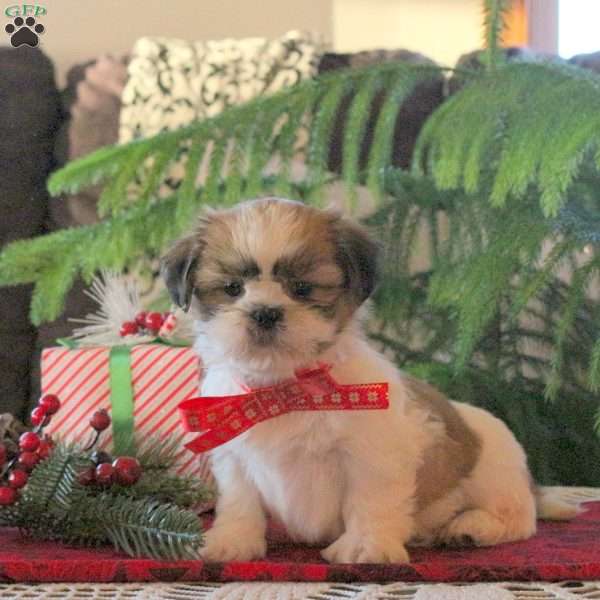 Lark, Shih Tzu Puppy