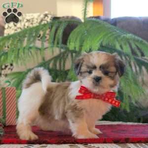 Lark, Shih Tzu Puppy