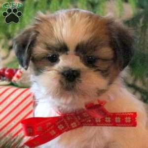 Lark, Shih Tzu Puppy