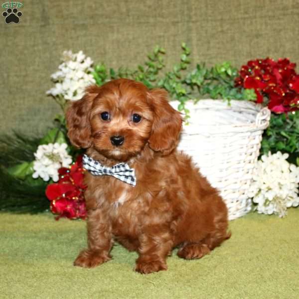 Larson, Cavapoo Puppy