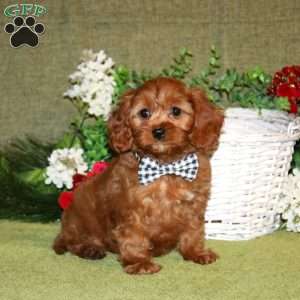 Larson, Cavapoo Puppy