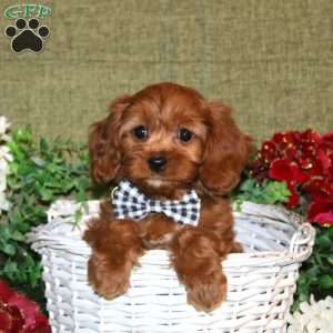 Larson, Cavapoo Puppy