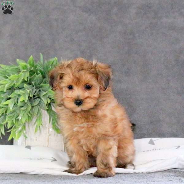 Lassie, Havapoo Puppy